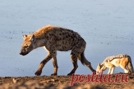 Гиена и шакал на водопое. Снимала Нина Слащилина (nat-geo.ru/community/user/7586/) в Национальном парке Этоша, Намибия. И я, как гиена, глотаю свою добычу, 
и я, как шакал, выгрызаю свою кость, 
я - часть мира, я - частичка, частица мира, 
а мир - лишь малая толика, малая часть. 
А мир необъятен, а мир безграничен, 
он - в песках, он - в горах, он - на небе, в воде, 
мир - в звездах, в деревьях, в цветах, в птицах, в бабочках, 
в людях, в животных, в растениях, в травах, в земле. 
Я - его част…