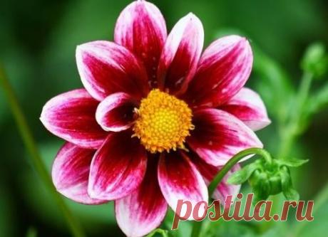 10 однолетников, которые стоит посеять в апреле