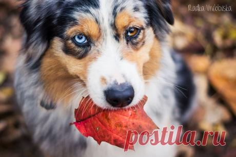 Autumn leaf