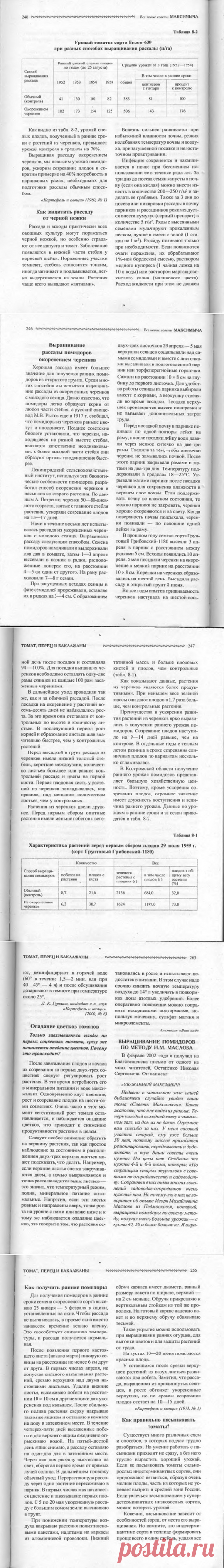 Выращивание рассады помидоров черенкованием.