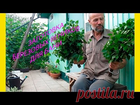 Когда заготавливать банные веники: заготовка, как вязать из березы, когда собирать березовые и дубовые веники, сроки, как правильно заготовить, когда вяжут, как готовить, фото и видео