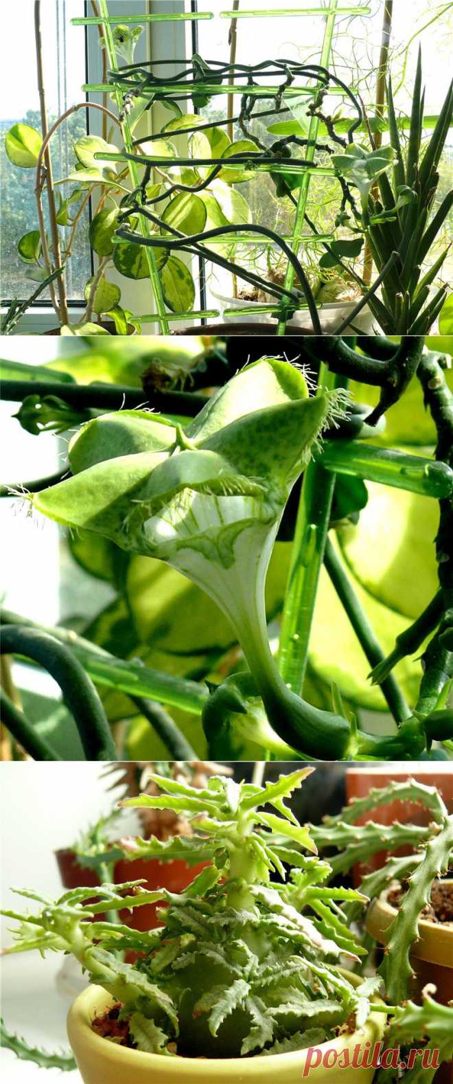 Forum Kwetki.ru > Мои любимые суккуленты