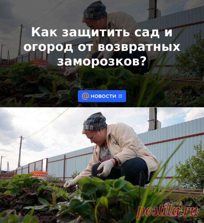 Как защитить сад и огород от возвратных заморозков? | 23 апреля 2023 - Новости Mail.ru