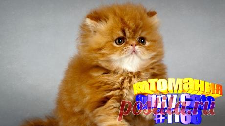 Вам нравится смотреть приколы про котов? Тогда мы уверены, Вам понравится наше видео 😍. Также на котомании Вас ждут: видео кот,видео кота,видео коте,видео котов,видео кошек,видео кошка,видео кошки,видео о котах, видео о кошках, видео смешные кошка, для кошек, котики смешные, кошка видео смешные, прикол, приколы о кошек, прикольные кошки, ролики про животных, смешное про котов, смешные животные бесплатно, смешные котики