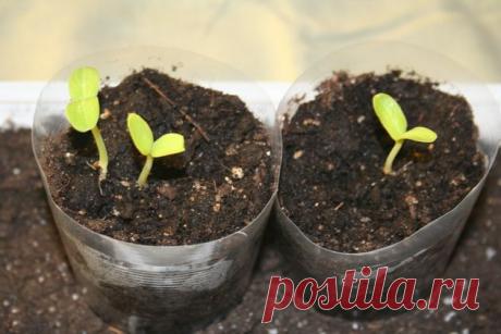 Рассада в «полустаканчиках»