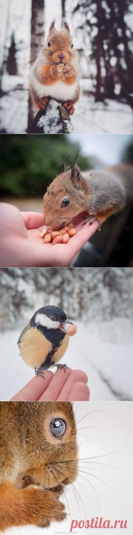 Фотограф, с которым дружат животные / Surfingbird - мы делаем интернет лучше