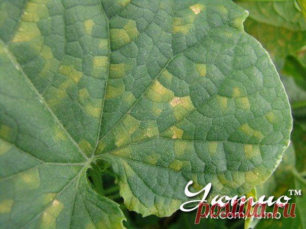 ПРО ОГУРЦЫ.