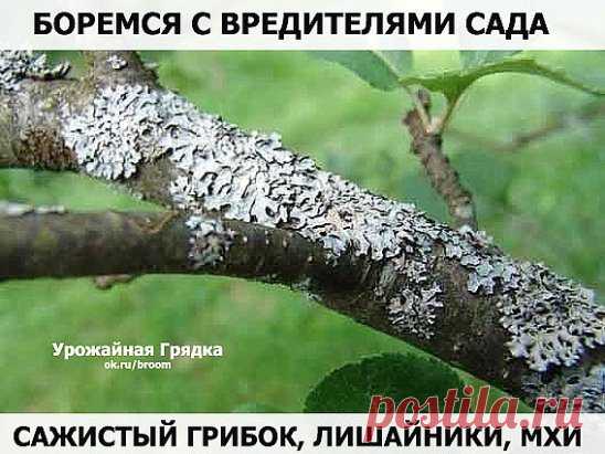 (1) Одноклассники