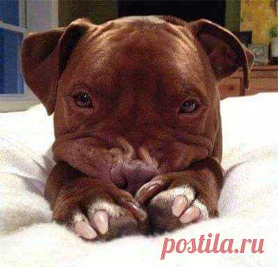(45) Meu Cãozinho - Página inicial