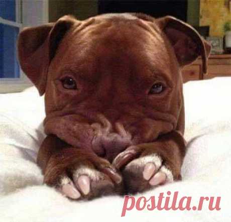(45) Meu Cãozinho - Página inicial