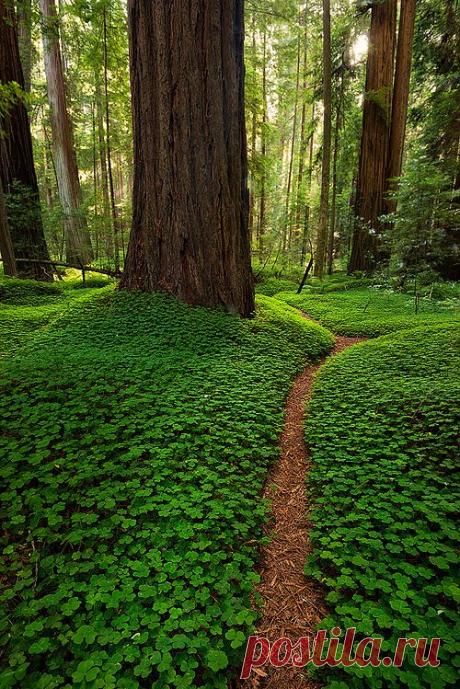 легенда о дереве