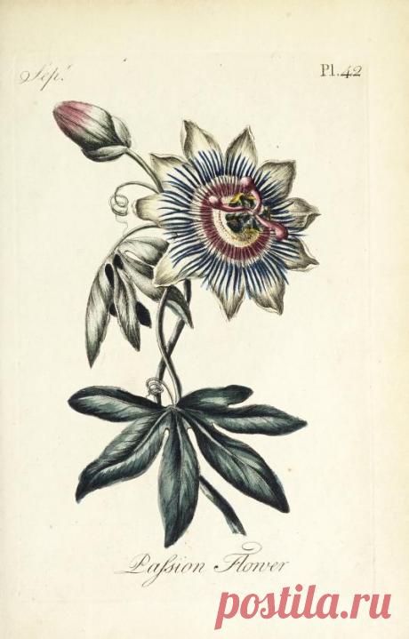 The florist : containing sixty plates of the most beautiful flowers regularly dispos'd in their succession of blowing : to which is added an accurate description of their colours, with instructions for drawing & painting them according to nature : being a new work intended for the use & amusement of gentlemen and ladies delighting in that art : Free Download, Borrow, and Streaming : Internet Archive