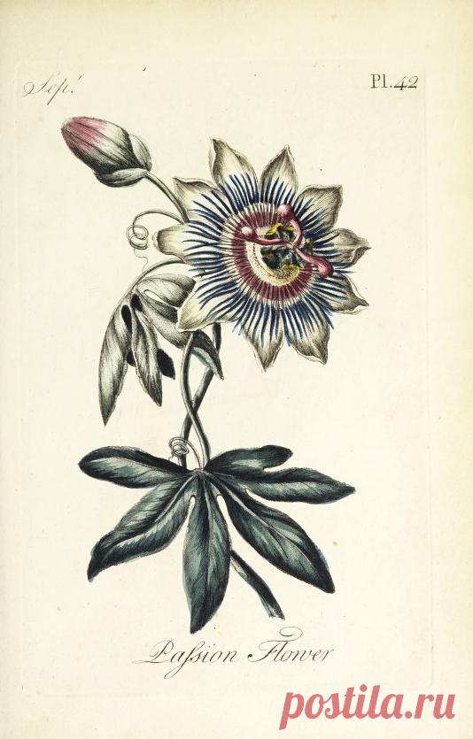 The florist : containing sixty plates of the most beautiful flowers regularly dispos'd in their succession of blowing : to which is added an accurate description of their colours, with instructions for drawing & painting them according to nature : being a new work intended for the use & amusement of gentlemen and ladies delighting in that art : Free Download, Borrow, and Streaming : Internet Archive