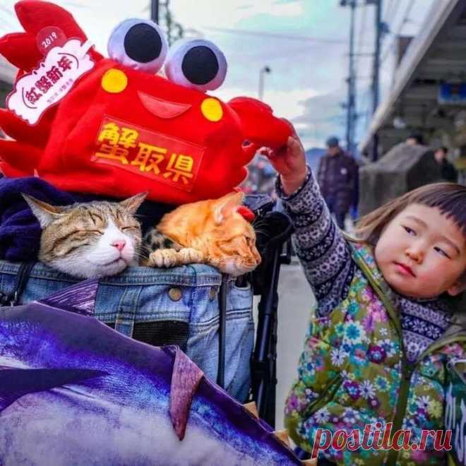 Дайкичи и Фуку-Чан — кошки, которые путешествуют вместе со своим хозяином