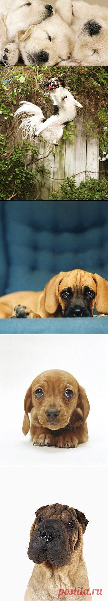 Забавные собачки или Всяки-Псяки-2+музыкальное сопровождение | 5минутка