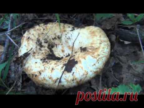Где искать настоящий груздь. - YouTube