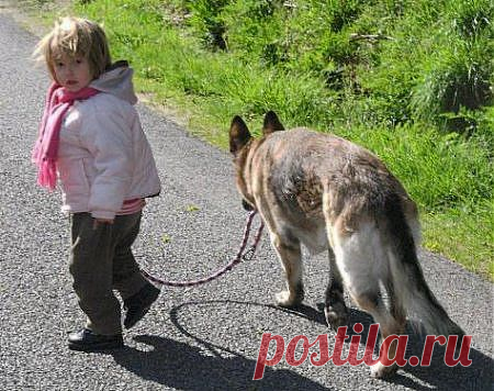 Как уговорить родителей купить собаку? &raquo; Квартирный вопрос: строительство и ремонт. Сделай сам.