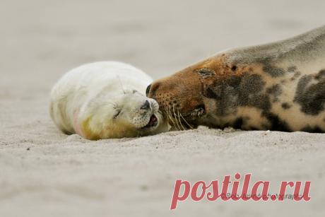 Большие и маленькие животные вместе;) Удивительно тёплые фотографии — Фотоискусство