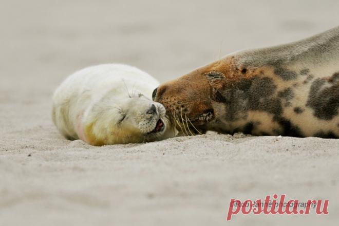 Большие и маленькие животные вместе;) Удивительно тёплые фотографии — Фотоискусство