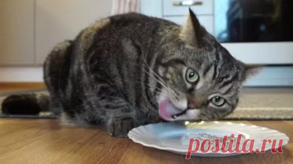 Какие крупы можно варить собакам и кошкам? | ВЕТЕРИНАРИЯ ДЛЯ ЧАЙНИКОВ | Яндекс Дзен