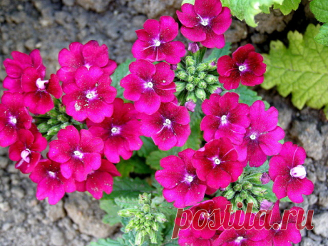 Посадка вербены
.
Выбор места для посадки
Вербены приживутся в любом уголке сада — с их помощью, например, можно украсить территорию, пустующую после цветения первоцветов. Но наиболее красивые кустики вырастают все-таки на хорошо освещенных участках. Причем листья и бутоны долго не увядают даже под прямыми лучами солнца.
.
Впрочем, отлично подойдет вербена и для выращивания в подвесных кашпо и вазонах — ведь ее корневая система довольно компактна.
.
В качестве грунта идеал...