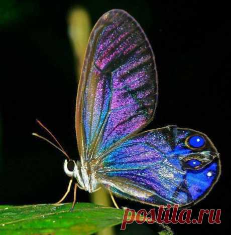 &quot;Голубка&quot;