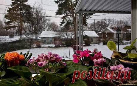 Лунный календарь для растений на январь 2015 год. | Познавательный сайт ,,1000 мелочей"