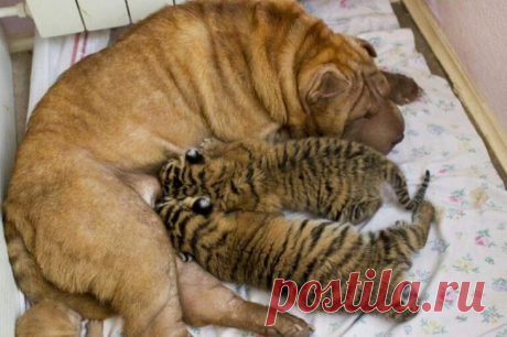 Мамы, которым в роддоме подменили детей