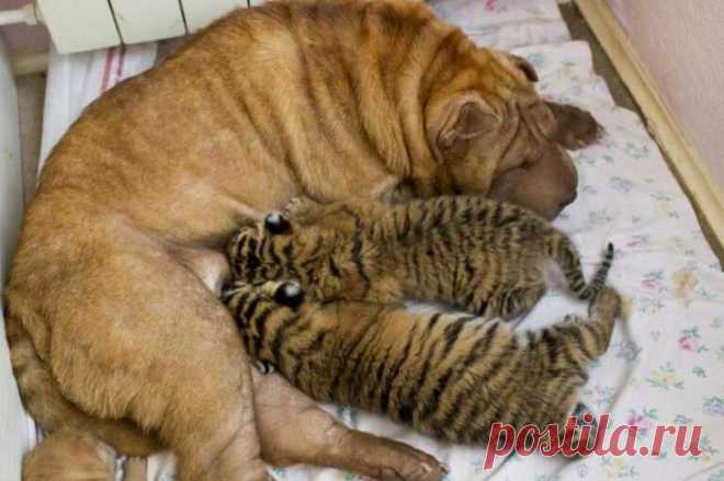 Мамы, которым в роддоме подменили детей