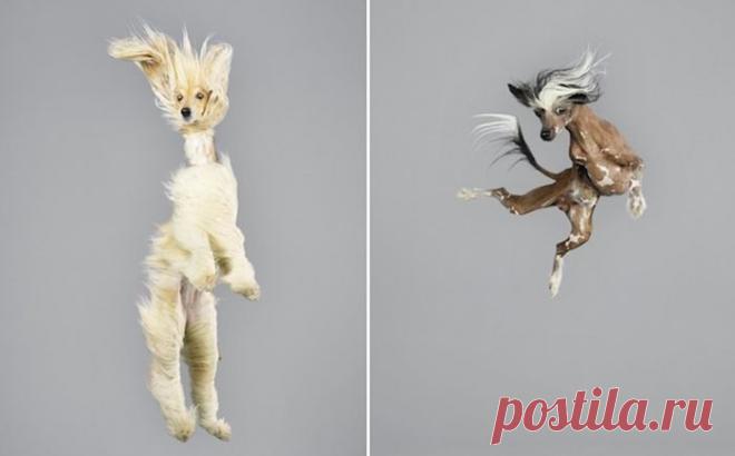 Веселый фото-проект: забавные снимки собак, парящих в невесомости | Фотография | Фотография