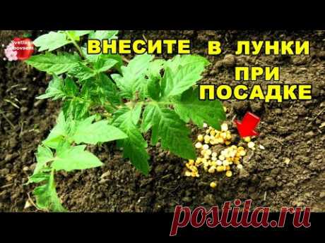 ЛУЧШЕЕ  УДОБРЕНИЕ ДЛЯ ТОМАТОВ ПРИ ПОСАДКЕ. ЧТО КЛАСТЬ В ЛУНКУ ПРИ ПОСАДКЕ ДЛЯ БОГАТОГО УРОЖАЯ