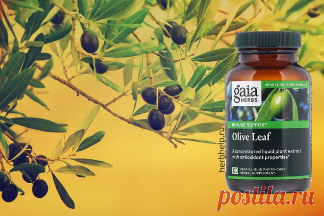 Лист оливы Лист оливы (англ. Olive leaf) – лист, который произрастает на европейской оливе (лат. Olea europaea). Дерево почитают многие народы, а древние греки считали его творением богини мудрости и справедливости Афины.