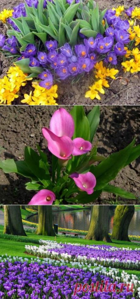 Луковичные растения и цветы для сада: все про многолетники и первоцветы