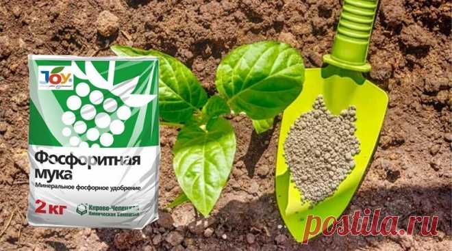 Фосфоритная мука – в чем ценность удобрения и как его вносить | Журнал 