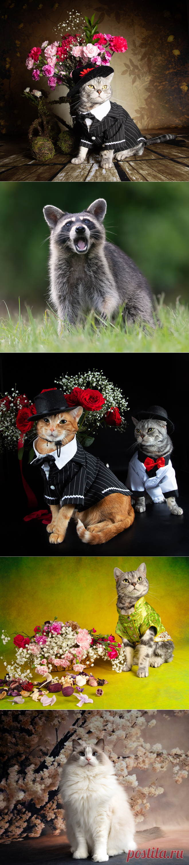 Фотограф Elizabeth Etkind.Енот -полоскун.Нарядные котики.