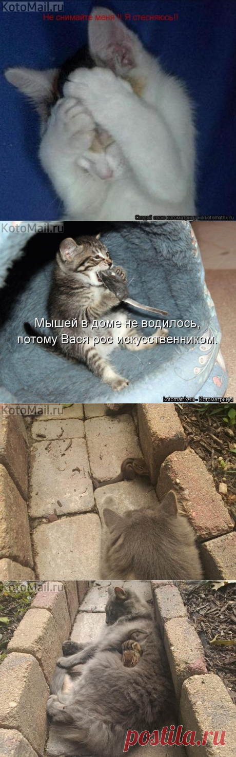 Старый мышелов. | KotoMail.ru