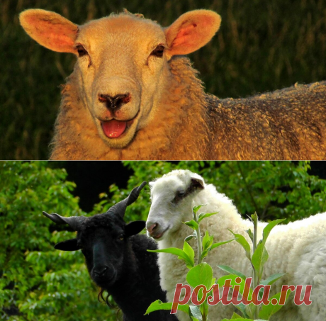 Если бы овцы могли выбирать
Самые крупн ые, сильные и агрессивные самцы часто становятся доминирующими в своей группе и оставляют многочисленное потомство. Но грубая сила не всегда приходится по вкусу противоположному полу, что подтвердили исследования межполовых отношений среди овец Потребность занять определенное место в социальной структуре своей группы свойственна очень многим живым существам. При этом у разных видов иерархические отношения […]
Читай дальше на сайте. Жми подробнее ➡