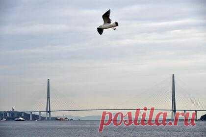 Во Владивостоке пройдет международный литературный конкурс. Во Владивостоке после длительного перерыва пройдет международный литературный конкурс имени поэта Павла Гомзякова «Гул океанского прибоя». Возродить конкурс решили именно в Год культурного наследия народов России. Конкурс объединит молодых поэтов и литераторов от семи лет и старше.