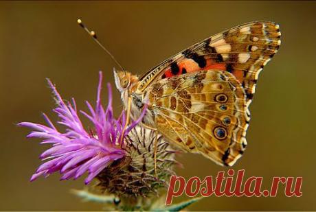 Магия растений: чертополох | РОЗЫ