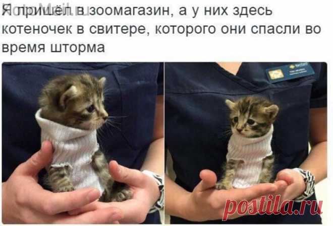 Доброта спасет мир