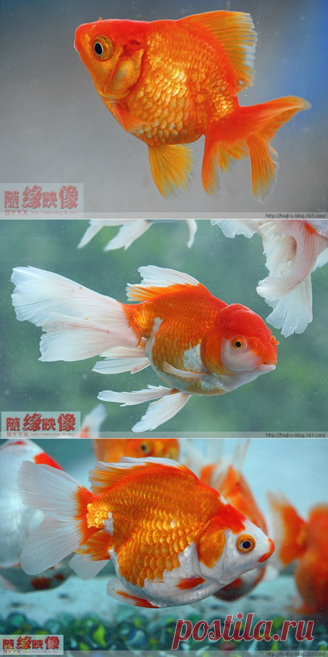 【转载】色彩斑斓的鱼 - 丁香花开的日志 - 网易博客