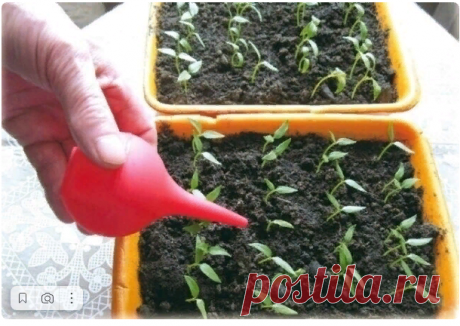 Картофельный отвар для рассады