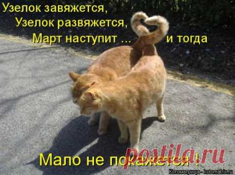 Новая котоматрица недели (39 фото)
