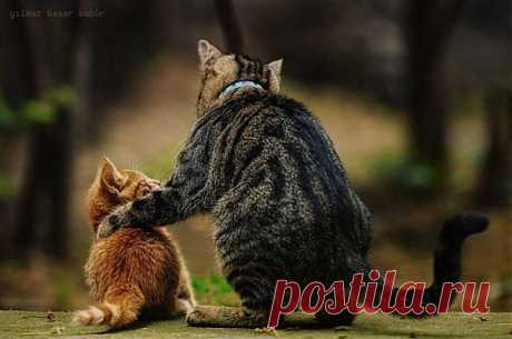 СОВЕТЫ МОЛОДОМУ КОТУ.