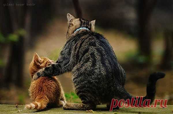 СОВЕТЫ МОЛОДОМУ КОТУ.