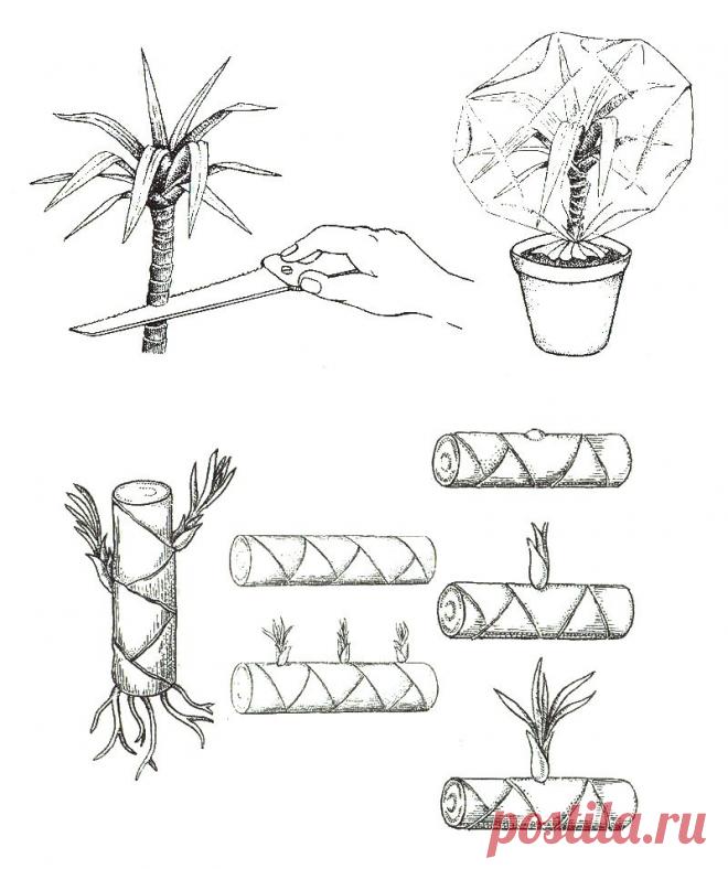 Драцена, размножение верхушечными и стеблевыми черенками