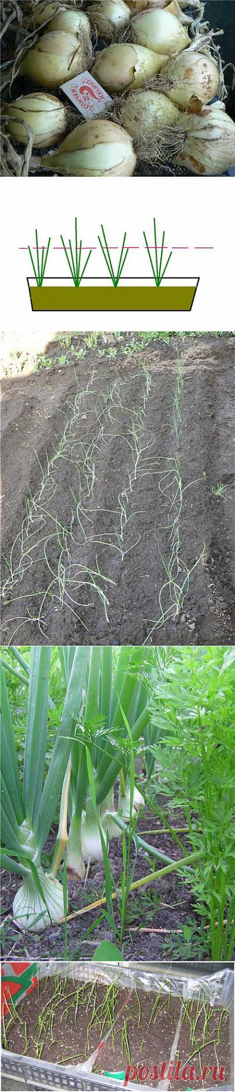 Сочный, сладкий лук Эксибишен. Выращивание..