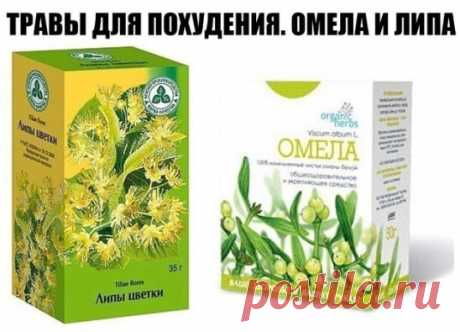 ТРАВЫ ДЛЯ ПОХУДЕНИЯ. ОМЕЛА И ЛИПА
Как говорит Сергей Макеев, доктор народной медицины: За 5 дней сбросить 5кг веса - это не предел. 
Есть очень старый и не раз проверенный рецепт: 
Берём липу, примерно горсть и заливаем её в термосе одним литром кипятка. И пьём в течение дня когда захочется пить. То есть ничего кроме липы не пьём. Кушаем, что хотим, но умеренно. 
На другой день берём Омелу ивную. Это растение от ста заболеваний. Опять же завариваем горсть травы на один литр кипятка в термосе. Ом