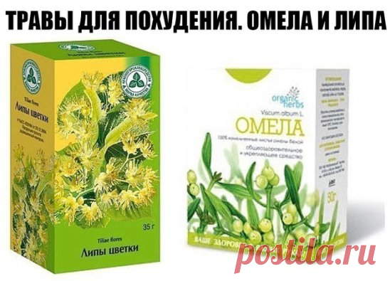 ТРАВЫ ДЛЯ ПОХУДЕНИЯ. ОМЕЛА И ЛИПА
Как говорит Сергей Макеев, доктор народной медицины: За 5 дней сбросить 5кг веса - это не предел. 
Есть очень старый и не раз проверенный рецепт: 
Берём липу, примерно горсть и заливаем её в термосе одним литром кипятка. И пьём в течение дня когда захочется пить. То есть ничего кроме липы не пьём. Кушаем, что хотим, но умеренно. 
На другой день берём Омелу ивную. Это растение от ста заболеваний. Опять же завариваем горсть травы на один литр кипятка в термосе. Ом