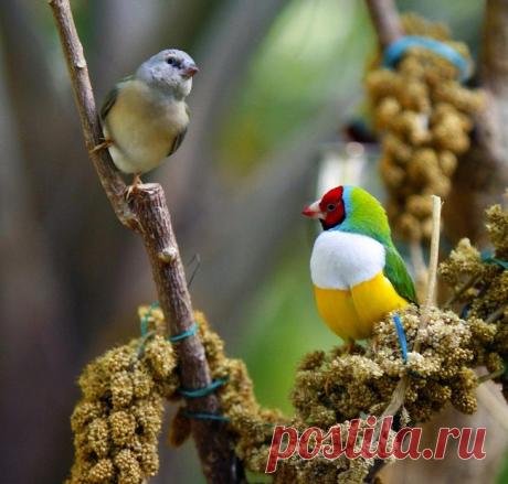 Гульдова амадина-одна из самых ярких и красивых птиц